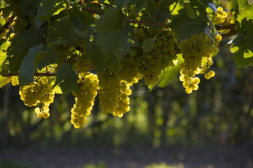 Cantine aperte in vedemmia a Tufo