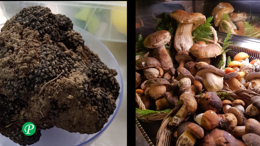 Tartufo e funghi porcini: video