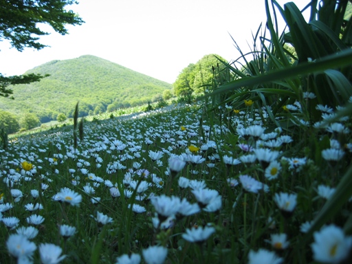 Parco del Partenio